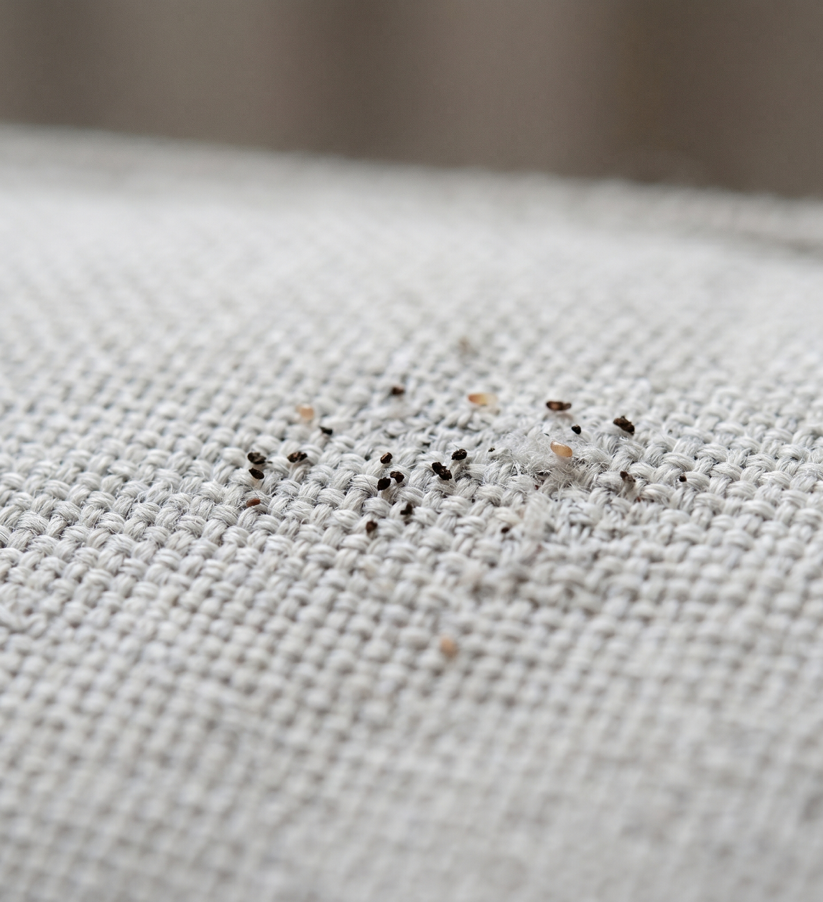 Flea dirt visible on pet bedding fabric