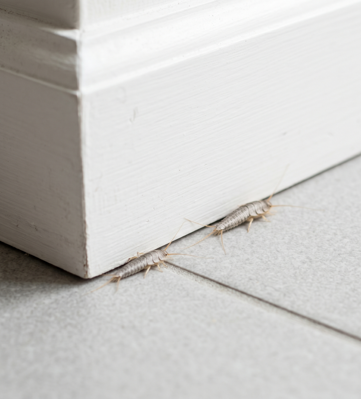 Silverfish near a skirting board and floor edge